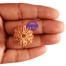 Load image into Gallery viewer, 9 Mukhi Nepalese Rudraksha - Bead No. 208
