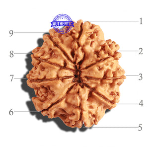 9 Mukhi Nepalese Rudraksha - Bead No. 208