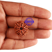 Load image into Gallery viewer, 9 Mukhi Nepalese Rudraksha - Bead No. 209
