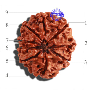 9 Mukhi Nepalese Rudraksha - Bead No. 209