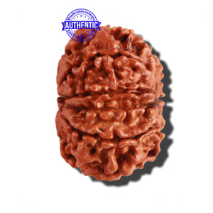 9 Mukhi Nepalese Rudraksha - Bead No. 209