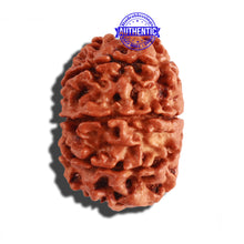 Load image into Gallery viewer, 9 Mukhi Nepalese Rudraksha - Bead No. 209
