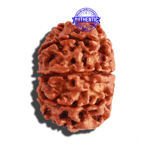 9 Mukhi Nepalese Rudraksha - Bead No. 209