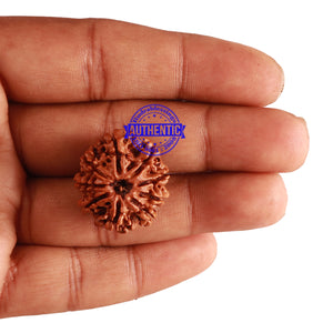 9 Mukhi Nepalese Rudraksha - Bead No. 210