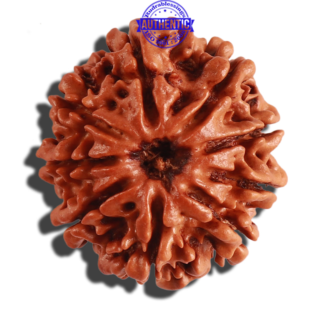 9 Mukhi Nepalese Rudraksha - Bead No. 210