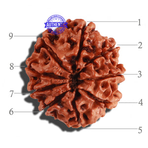 9 Mukhi Nepalese Rudraksha - Bead No. 210