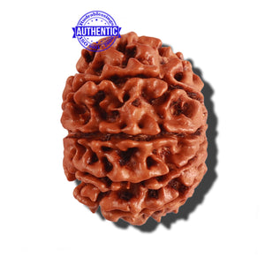 9 Mukhi Nepalese Rudraksha - Bead No. 210