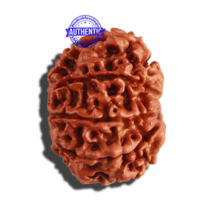 9 Mukhi Nepalese Rudraksha - Bead No. 210