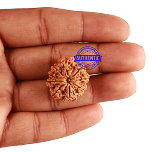 9 Mukhi Nepalese Rudraksha - Bead No. 211