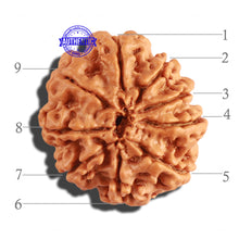 Load image into Gallery viewer, 9 Mukhi Nepalese Rudraksha - Bead No. 211
