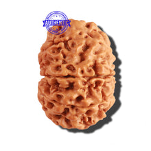 Load image into Gallery viewer, 9 Mukhi Nepalese Rudraksha - Bead No. 211
