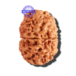 9 Mukhi Nepalese Rudraksha - Bead No. 211