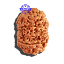 Load image into Gallery viewer, 9 Mukhi Nepalese Rudraksha - Bead No. 211
