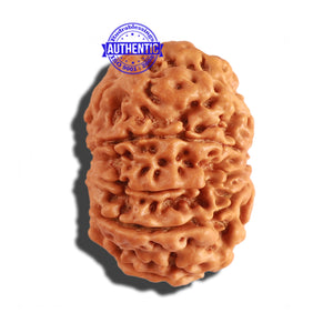 9 Mukhi Nepalese Rudraksha - Bead No. 211