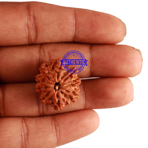 9 Mukhi Nepalese Rudraksha - Bead No. 229