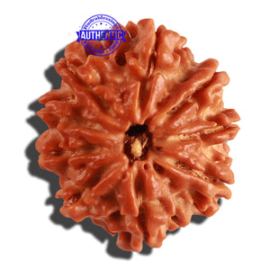 9 Mukhi Nepalese Rudraksha - Bead No. 229