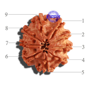 9 Mukhi Nepalese Rudraksha - Bead No. 229