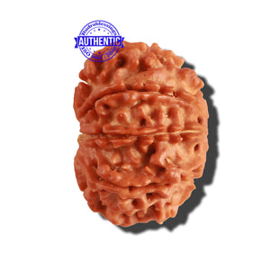 9 Mukhi Nepalese Rudraksha - Bead No. 229