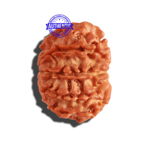 9 Mukhi Nepalese Rudraksha - Bead No. 229