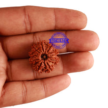 Load image into Gallery viewer, 9 Mukhi Nepalese Rudraksha - Bead No. 273
