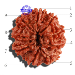 9 Mukhi Nepalese Rudraksha - Bead No. 273