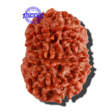 Load image into Gallery viewer, 9 Mukhi Nepalese Rudraksha - Bead No. 273
