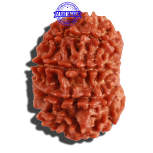 9 Mukhi Nepalese Rudraksha - Bead No. 273