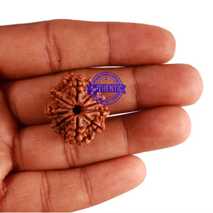 9 Mukhi Nepalese Rudraksha - Bead No. 279