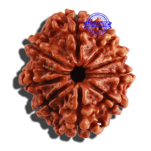 9 Mukhi Nepalese Rudraksha - Bead No. 279