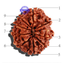 Load image into Gallery viewer, 9 Mukhi Nepalese Rudraksha - Bead No. 279
