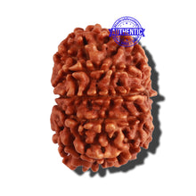 Load image into Gallery viewer, 9 Mukhi Nepalese Rudraksha - Bead No. 279
