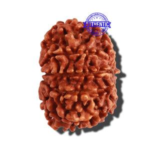 9 Mukhi Nepalese Rudraksha - Bead No. 279