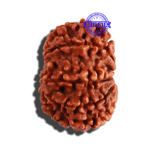 9 Mukhi Nepalese Rudraksha - Bead No. 279