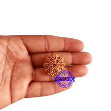 Load image into Gallery viewer, 9 Mukhi Nepalese Rudraksha - Bead No. 323
