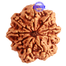 Load image into Gallery viewer, 9 Mukhi Nepalese Rudraksha - Bead No. 323
