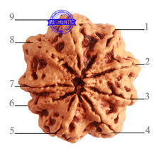 Load image into Gallery viewer, 9 Mukhi Nepalese Rudraksha - Bead No. 323
