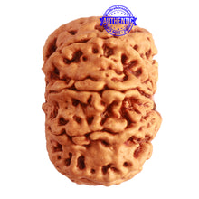 Load image into Gallery viewer, 9 Mukhi Nepalese Rudraksha - Bead No. 323
