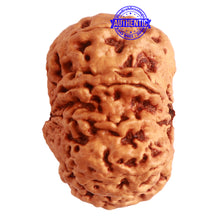 Load image into Gallery viewer, 9 Mukhi Nepalese Rudraksha - Bead No. 323
