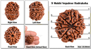 9 Mukhi Nepalese Rudraksha - Bead No. 76