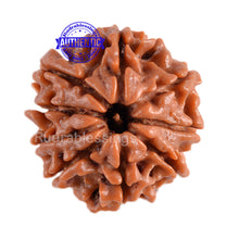 Load image into Gallery viewer, 9 Mukhi Nepalese Rudraksha - Bead No. 79
