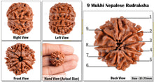 Load image into Gallery viewer, 9 Mukhi Nepalese Rudraksha - Bead No. 79
