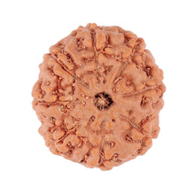 Load image into Gallery viewer, 9 Mukhi Rudraksha from Indonesia - Bead No. 97
