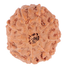 Load image into Gallery viewer, 9 Mukhi Rudraksha from Indonesia - Bead No. 97
