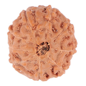 9 Mukhi Rudraksha from Indonesia - Bead No. 97