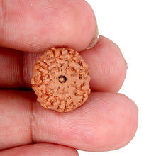 Load image into Gallery viewer, 9 Mukhi Rudraksha from Indonesia - Bead No. 97
