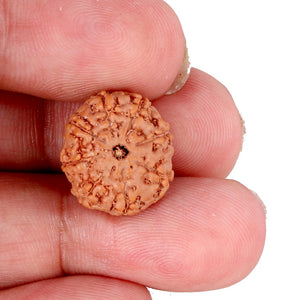 9 Mukhi Rudraksha from Indonesia - Bead No. 97