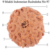 Load image into Gallery viewer, 9 Mukhi Rudraksha from Indonesia - Bead No. 97
