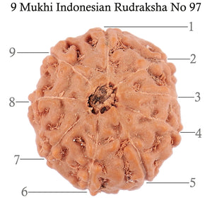 9 Mukhi Rudraksha from Indonesia - Bead No. 97