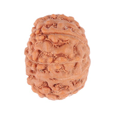 Load image into Gallery viewer, 9 Mukhi Rudraksha from Indonesia - Bead No. 97
