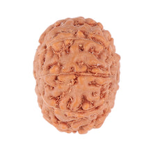 Load image into Gallery viewer, 9 Mukhi Rudraksha from Indonesia - Bead No. 97
